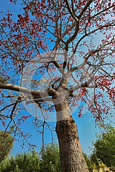 Bombax ceiba malabaricum Silk cotton tree on way to Wai