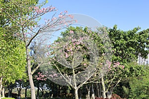 bombax ceiba tree at anpingqiao park, adobe rgb photo