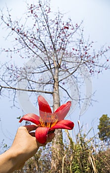 Bombax ceiba tree with red flower