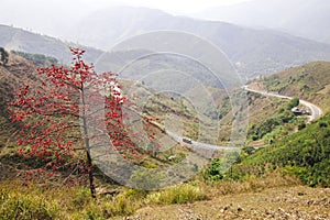 Bombax ceiba tree with red flower