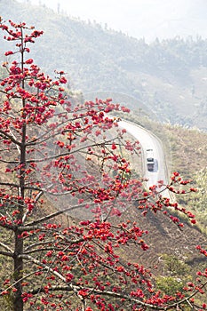 Bombax ceiba tree with red flower