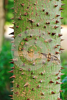 Bombax thorns