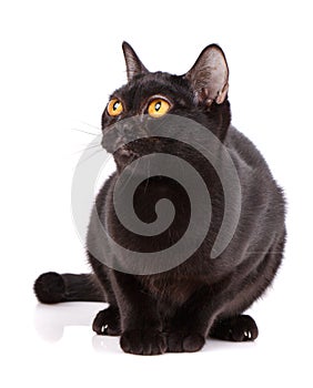 Bombay Black Cat bent a puma on a white background