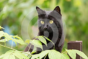 Bombay black cat portrait with yellow eyes and attentive look outdoors in spring, summer garden