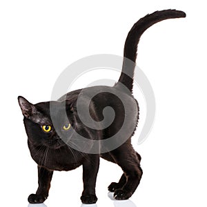 Bombay black cat on a white background