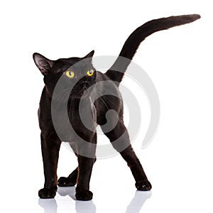 Bombay black cat on a white background