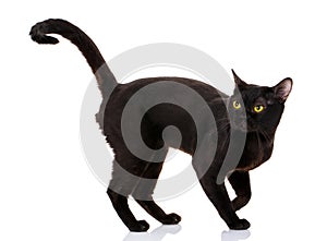 Bombay black cat on a white background