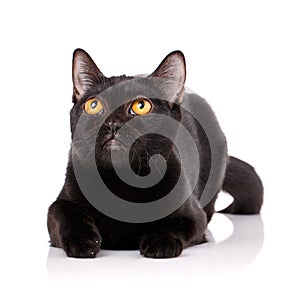 Bombay black cat with yellow eyes lying on a white background,