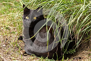 Bombay black cute cat portrait with yellow eyes lie outdoors in green grass in garden