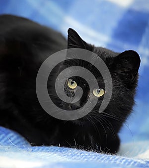 Bombay cat on a blue