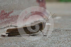 Bombay Locust Grasshopper