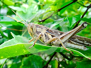 Bombay Locust is on the leaf.