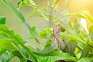 Bombay Locust (Patanga succincta) on green leaves.