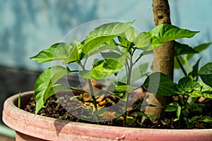 Bombay Morich or Naga pepper plant is a hybrid or mixed species of BD in Asia