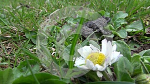 Bombina bombina in the spring meadow