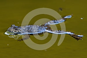 Bombina Variegata aka yellow-bellied toads is swimming on the pond surface.