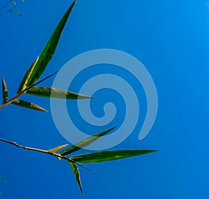 Bomboo leaf with blue background