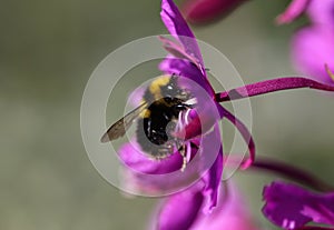 Bombus bohemicus, also known as the gypsy's cuckoo bumblebee