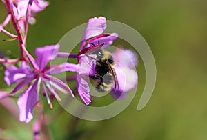 Bombus campestris, a common cuckoo bumblebee