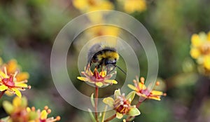Bombus cryptarum, also know as the cryptic bumblebee