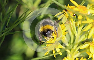 Bombus cryptarum, also know as the cryptic bumblebee