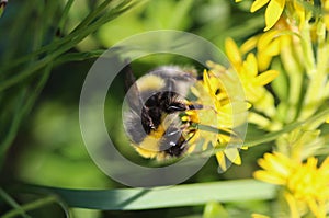 Bombus cryptarum, also know as the cryptic bumblebee