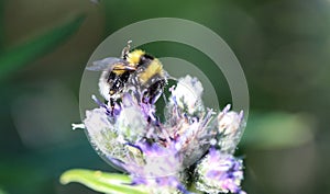 Bombus cryptarum, also know as the cryptic bumblebee