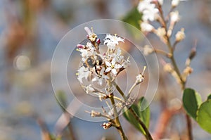 Bombus hortorum