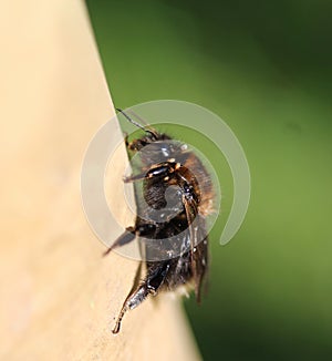 Bombus hypnorum