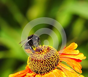 Bombus lapidarius on an Hellenium flower.