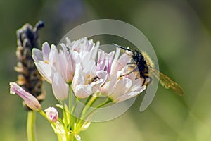 Bombus lapidarius: Insects on a Flower