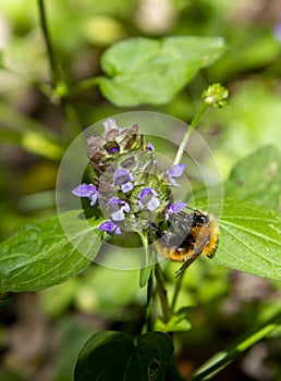 Bombus Latreille Hymenoptera insect