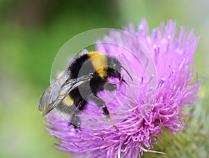 Bombus lucorum yellow and black bumblebee pollinator