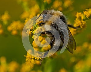 Bombus lucorum