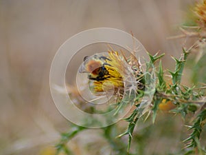 Bombus pascuorum