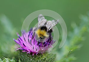 Bombus pratorum