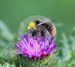 Bombus pratorum