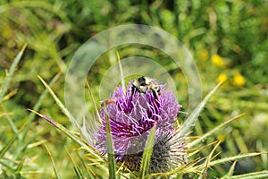 Bombus pratorum insect on colorful flower in high mountains