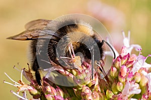 Bombus subterraneus bumble bee lapping up nectar from flower