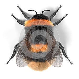 Bombus terrestris