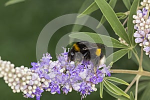 Bombus terrestris, Buff-tailed bumblebee from Germany