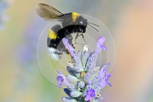 Bombus terrestris, the buff-tailed bumblebee or large earth bumblebee