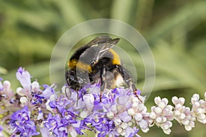 Bombus terrestris, Buff-tailed bumblebee, Large earth bumblebee on Vitex agnus-castus, Chaste tree, Chasteberry photo
