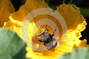 Bombus terrestris foraging for nectar, with pollen on body