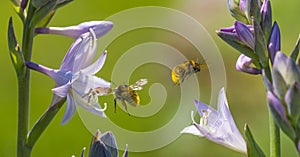 Bombus terrestris or large earth bumblebee