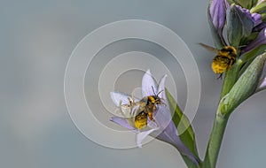 Bombus terrestris or large earth bumblebee