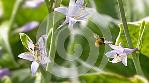 Bombus terrestris or large earth bumblebee