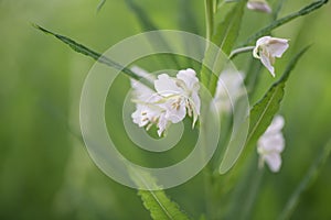 Bombweed, Chamaenerion angustifolium `Album`, close-up flowers photo