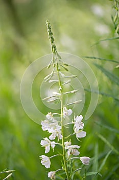 Bombweed, Chamaenerion angustifolium `Album`, flowering spike white flowers