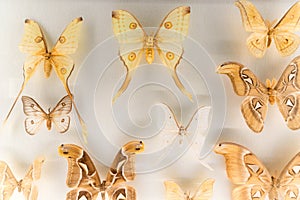 Bombycidae moth